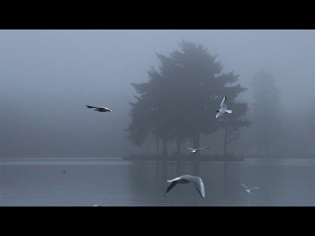 Постер Shinra, Semmmyq - Untitled