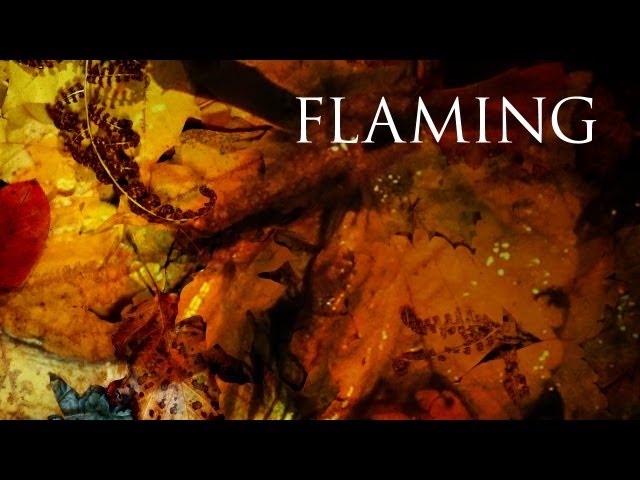 Постер Dark Tranquillity - With Flaming Shades Of Fall