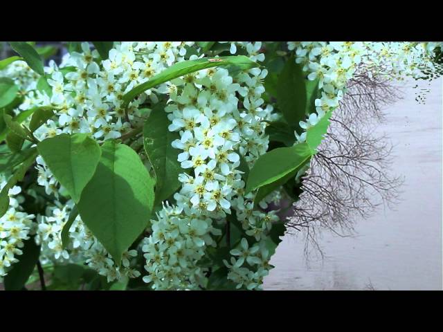Постер Вельвет - Здравствуйте, дерево